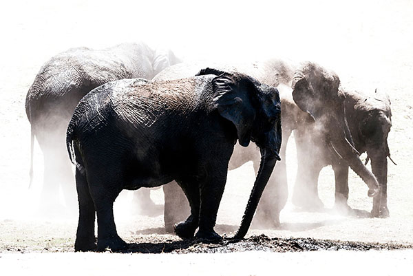 Herd of elephants in the dust, Chobe National Park, Botswana, Africa
