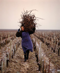 Collecting Cabernet Sauvignon prunings for burning on a frosty morning in early January. Château Léoville-Barton, St-Julien, Gironde, France. [Médoc / Bordeaux]©CEPHAS / Mick Rock