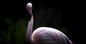 Greater Flamingo (Phoenicopterus roseus), France, Europe ©Sara Erith/robertharding.com