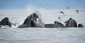 Humpback Whales (Megaptera Novaeangliae) Seward Harbour, Alaska, USA ©Design Pics / robertharding