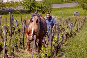 Benoit Royer and Kigali, his Comtois mare, harrowing his vineyard of 60-year old Poulsard and Pinot Noir vines. Domaine Cibellyne, Mesnay, Jura, France. [Arbois] ©CEPHAS / Mick Rock