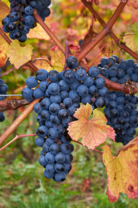Douce Noire grapes in vineyard of Domaine Giachino. La Palud, Chapareillan, Savoie, France. ©CEPHAS / Mick Rock