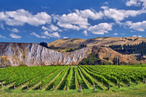 Medway Vineyard of The Crossings, high in the valley of the Awatere River, is planted with Sauvignon Blanc, Chardonnay, Riesling and Pinot Noir. Seddon, Marlborough, New Zealand. ©CEPHAS / Mick Rock