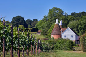 Oast House Meadow vineyard of Hush Heath Estate. Staplehurst, Kent, England.©CEPHAS / Mick Rock