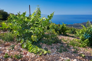 Robola vineyard of Melissinos-Petrakopoulos Winery on the slopes of Mount Aenos. Cephalonia, Ionian Islands, Greece. ©CEPHAS / Mick Rock