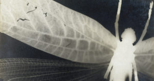 Dragonfly; by Curtis Moffat (1887 - 1949); U.S.A.; c.1930. Solarised gelatin silver print photogram. ©Victoria & Albert Museum, London