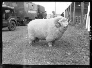 This image of an Exmoor Horn aged ram became a twitter sensation. Farmer & Stockbreeder. © TheMERL [P FS PH1/K90651]