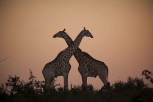 Two giraffe, Giraffa giraffa, silhouetted against the sunset, necks crossing.