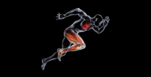 Sprinter. Computer artwork of a sprinter, showing the anatomy of one of their legs and their heart.