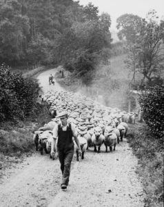 Shepherd with flock. Eric Guy. © TheMERL [P DX289 PH2/2/375A]