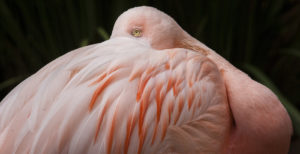 Portrait of Chilean flamingo, Brazil ©Biosphoto / robertharding