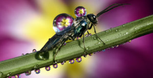 Insect covered by dew drops on a stem ©Biosphoto / robertharding