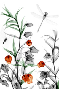 Not for poster use Chinese lantern lily plant (Sandersonia aurantiaca), coloured X-ray. Also seen are a butterfly and a dragonfly.