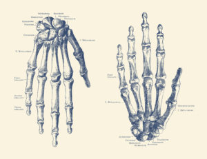 Vintage anatomy print features the hand of a human skeleton with bones labeled ©akg-images / John Parrot / Stocktrek Images