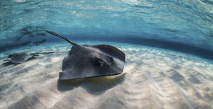 Stingrays swimming the ocean floor, Grand Cayman, Cayman Islands.
