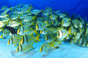 Shoal of Porkfish © Carlos Villoch / Image Quest Marine