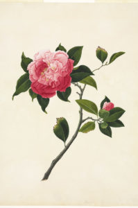 Camelia sp., camelia. Plate 80 from the John Reeves Collection of Botanical Drawings from Canton, China. © The Trustees of the Natural History Museum, London