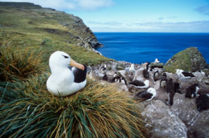 Rookery of Black-browed Albatrosses © Gunnar Brehm / Image Quest Marine