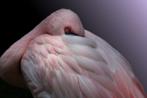 A pink lesser flamingo rests with its head snuggled in its feathers ©Getty Images