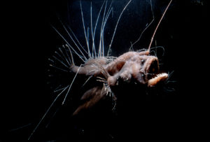 Deep Sea Hairy Angler Fish © Peter Herring / Image Quest Marine