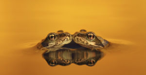 Common frogs Rana temporaria, juveniles reflected in golden water, North Yorkshire, UK, August ©Simon Roy (rspb-images.com)