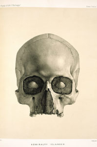 Engraving of a human skull © The Natural History Museum, London