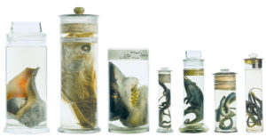 A variety of zoological specimens in spirit jars. © The Natural History Museum, London