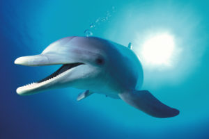 Bottlenose Dolphin Blowing Bubbles © Chris Parks / Image Quest Marine