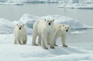 Polar Bears © Dennis Fast / Image Quest Marine