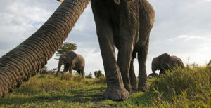 African elephant (Loxodonta africana) investigating with its trunk, Masai Mara National Reserve, Kenya. March ©Anup Shah / naturepl