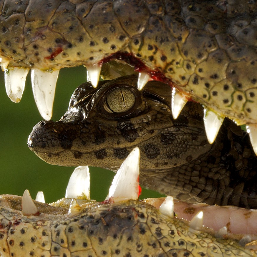 Broad snouted caiman (Caiman latirostris) baby in mothers mouth being carried from nest, Sante Fe, Argentina, February ©Mark MacEwen / naturepl