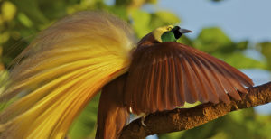 Greater Bird of Paradise (Paradisaea apoda) male performing upright wing pose display, Badigaki Forest, Wokam Island in the Aru Islands, Indonesia.©Tim Laman / National Geographic Creative / naturepl