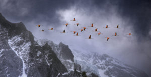 Chilean flamingos (Phoenicopterus chilensis) in flight over mountain peaks with glacier in the distance, Torres Del Paine National Park, Chile. Winner of Landscape category, Nature's Best / Windland Smith Rice Awards competition 2010 ©Ben Hall / naturepl