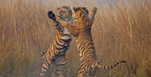Bengal tiger (Panthera tigris tigris) 11 month cubs play fighting, Ranthambhore National Park, India. ©Andy Rouse / naturepl