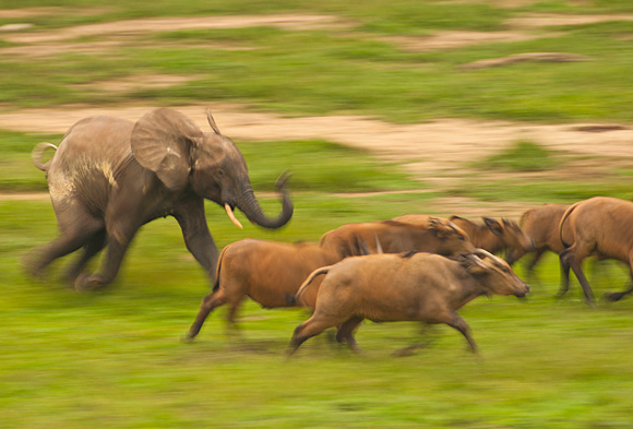 African Forest Elephant (Loxodonta africana cyclotis) juvenile chasing African Forest Buffalos (Syncerus caffer nanus). Dzanga Bai, Dzanga-Ndoki National Park, Central African Republic.