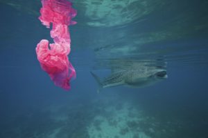A whale shark swims by while a plastic bag floats around. Plastic kills way too much marine life.