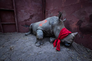 Young White rhinoceros (Ceratotherium simum) in a reinforced steel boma, blindfolded and partially drugged after a long journey from South Africa, before being released into the wild in Botswana. September 2017. Winner of the Environment Singles category in the 2018 World Press Photo contest. Highly commended in the GDT European Wildlife Photographer of the Year Award 2017. Highly Commended in the Natural World Category of the Sony Photography Awards 2018. Gold Winner of the Nature Category, and Third place in the Press category of the Paris Photography Prize 2018. Runner up in the Science & Natural History category Picture of the Year International (POYI) 2018. Winner of the Environmental Picture Story Category of the NPPA Best in Photojournalism contest.