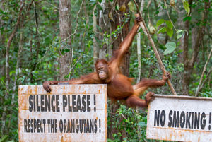 Bornean Orangutan (Pongo pygmaeus) next to signs which say 'Silence please. Respect the orangutangs' and 'No Smoking' Tanjung Puting National Park, Borneo, Indonesia., Indonesia