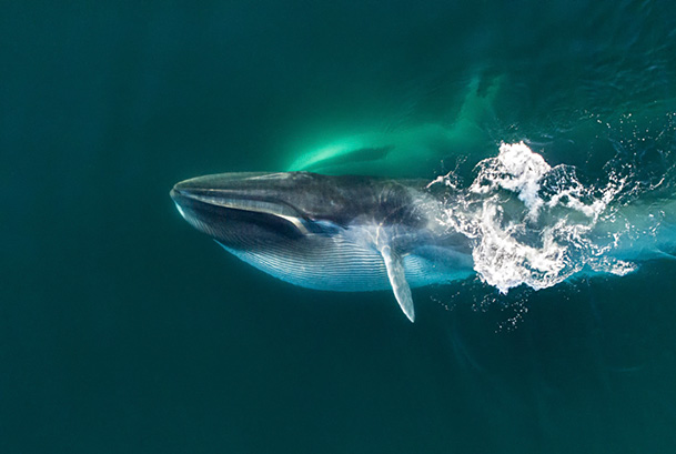 Aerial view of Fin whale (Balaenoptera physalus) lunge-feeding, with throat pouch distended, southern Sea of Cortez (Gulf of California), Baja California, Mexico.