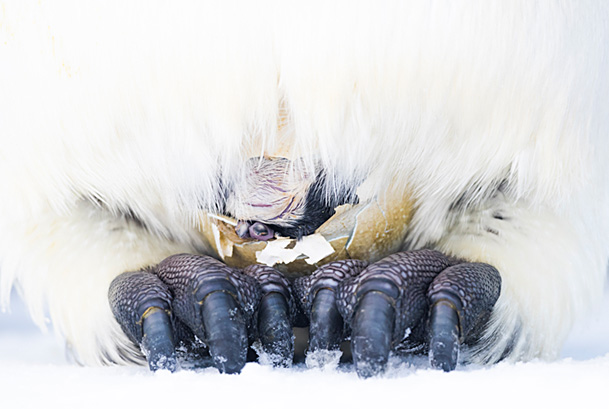 Emperor penguin (Aptenodytes forsteri) egg hatching on father's feet. Atka Bay, Antarctica. August. Winner of the Portfolio category of the Wildlife Photographer of the Year Awards 2019