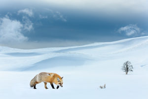 RF - Red fox (Vulpes vulpes) foraging in snow covered valley. Hayden Valley, Yellowstone National Park, USA. February 2019. (This image may be licensed either as rights managed or royalty free.)
