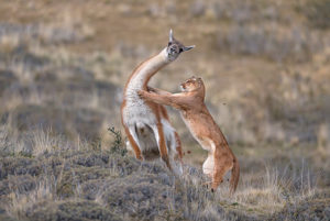 Mountain Lion (Puma concolor) hunting Guanaco (Lama guanicoe) male, Torres del Paine National Park, Patagonia, Chile, sequence 3 of 12. Joint winner of the Mammal Behaviour Category of the Wildlife Photographer of the Year Awards 2019. Winner of the Mammal Category of the GDT European Wildlife Photographer of the Year Awards 2019.