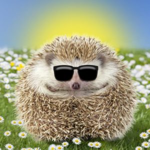 hegehog wearing sunglasses