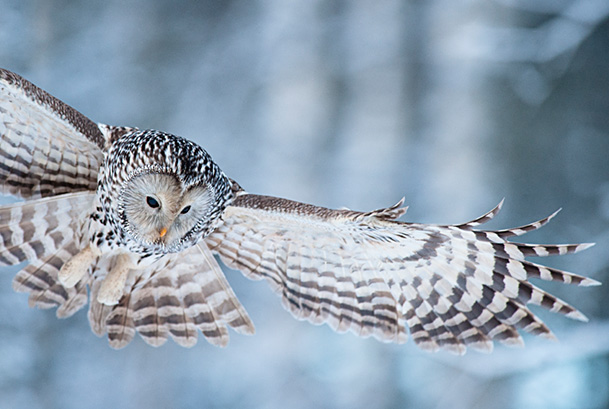 Ural owl (Strix uralensis) hunting, Tartumaa county, Southern Estonia.