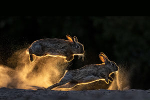 European rabbits (Oryctolagus cuniculus) fighting each other, Kiskunsag National Park, Hungary. June. Winner, 2019 Cadiz Photo Nature Competition.