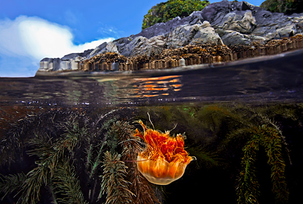 Split level of a Lion's mane Jellyfish (Cyanea capillata) and Feather-boa kelp (Egregia menziesii), Seven-tree Island, Browning Pass, Queen Charlotte Strait, British Columbia, Canada. September.