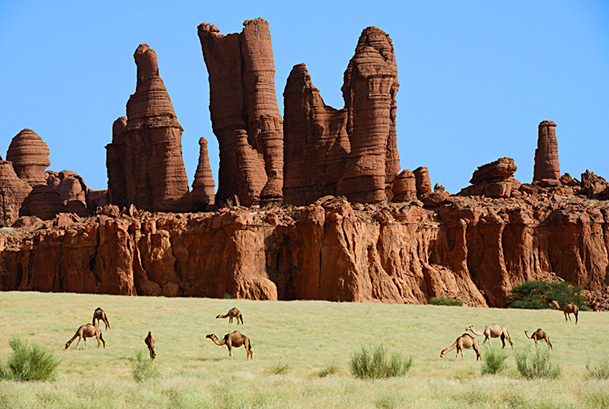 Eroded sandstone rock formations with Dromedary camels (Camelus dromedarius) grazing on new grass after desert rains. Ennedi Natural And Cultural Reserve, UNESCO World Heritage Site, Chad. September 2019.
