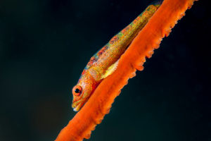 Whip Coral Goby profile Shot in Indonesia