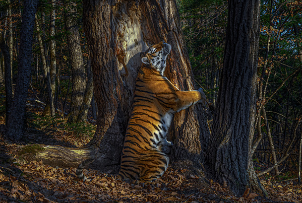 Siberian tiger (Panthera tigris altaica) female territorial marking by rubbing cheek against ancient Manchurian fir tree, Land of the Leopard National Park, Far East Russia, November. Taken with remote camera. Endangered species. Overall winner of the Wildlife Photographer of the Year Awards (WPOY) 2020.