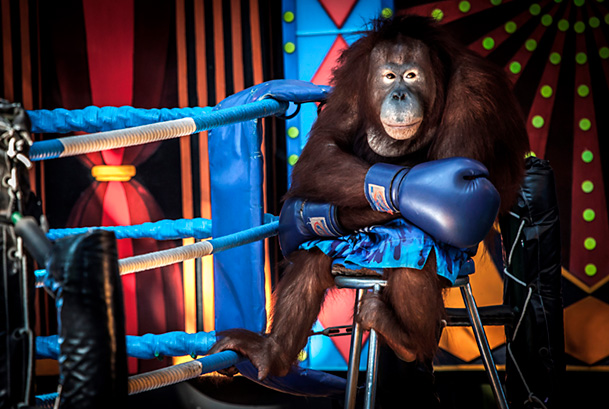 Orangutan (Pongo sp.) forced to perform in a boxing show for the entertainment of tourists. Safari World near Bangkok, Thailand